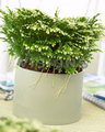 variegated spikemoss, Martens's spike moss
